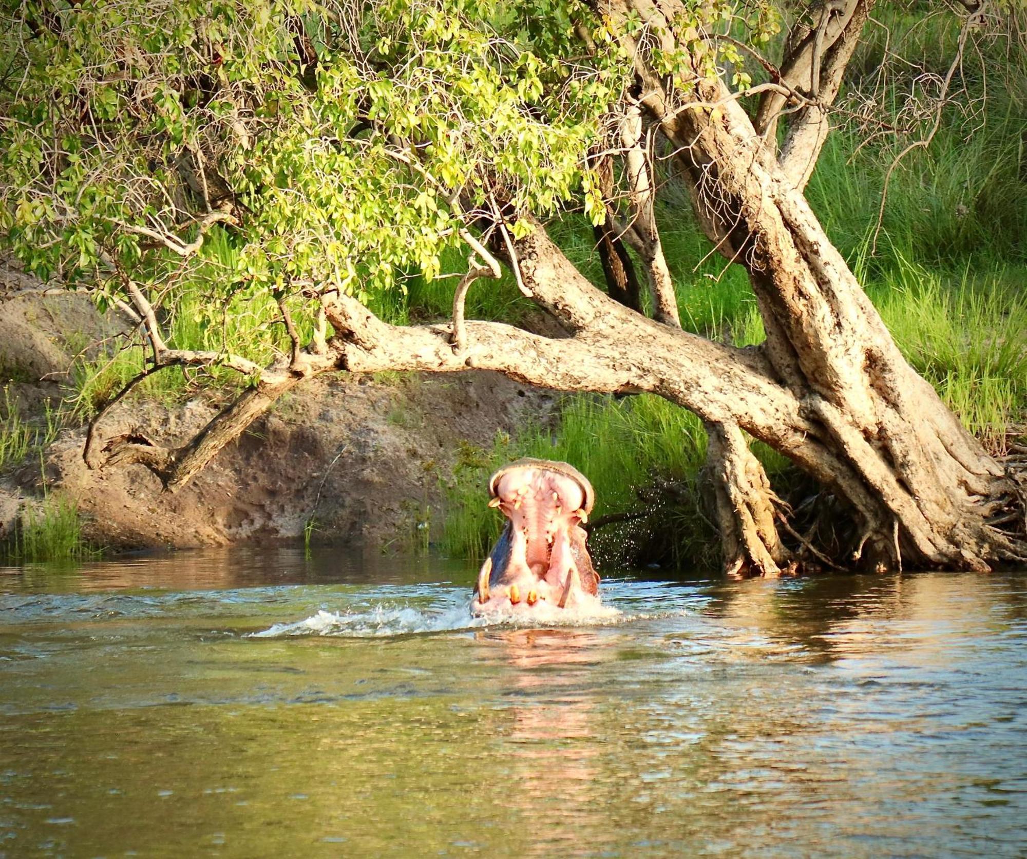 הוילה ליבינגסטון Zambezi Dusk מראה חיצוני תמונה